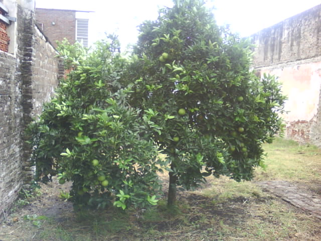 [Foto de planta, jardin, jardineria]