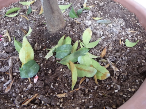 [Foto de planta, jardin, jardineria]