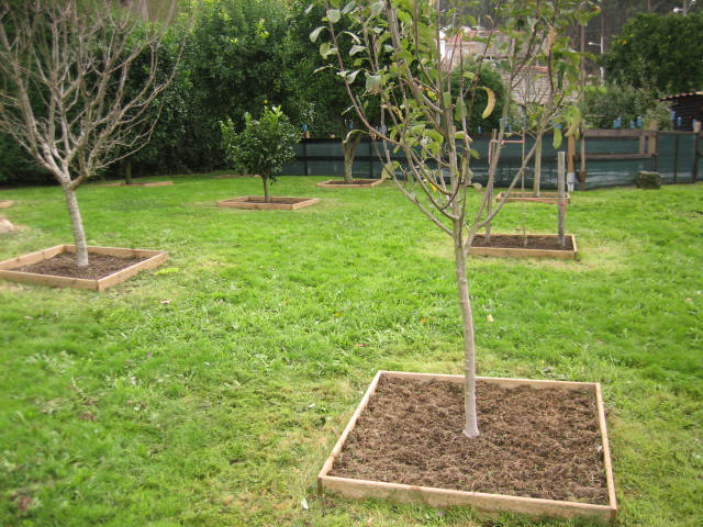 Plantar frutales: suelo, distancias, época del año, etc.