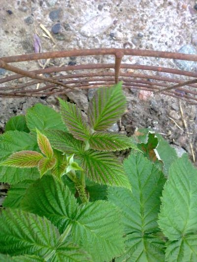 [Foto de planta, jardin, jardineria]