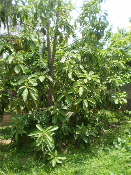 [Foto de planta, jardin, jardineria]