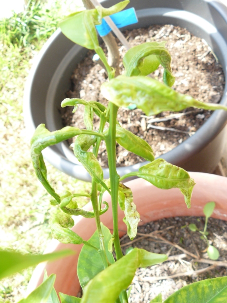 [Foto de planta, jardin, jardineria]