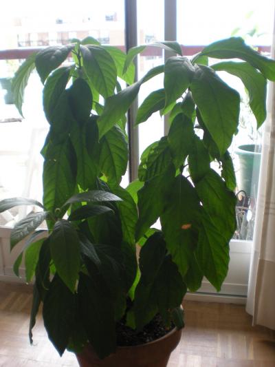 [Foto de planta, jardin, jardineria]