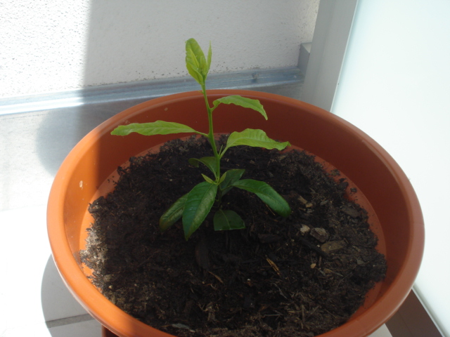 [Foto de planta, jardin, jardineria]