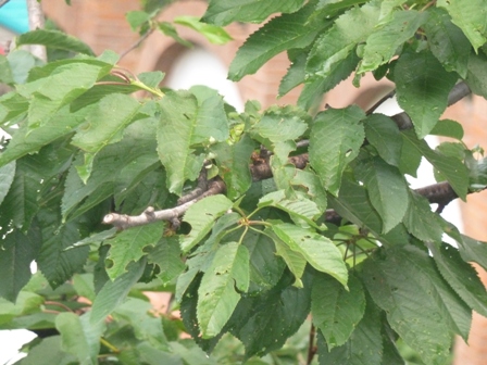 [Foto de planta, jardin, jardineria]