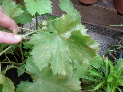 [Foto de planta, jardin, jardineria]