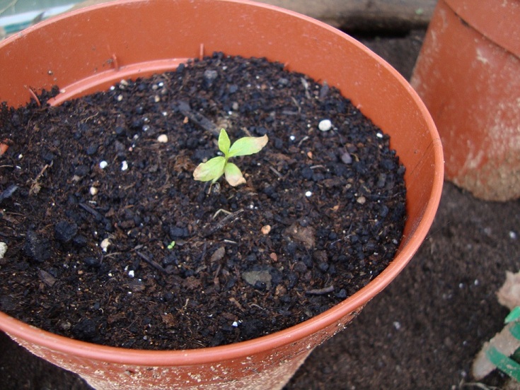 [Foto de planta, jardin, jardineria]