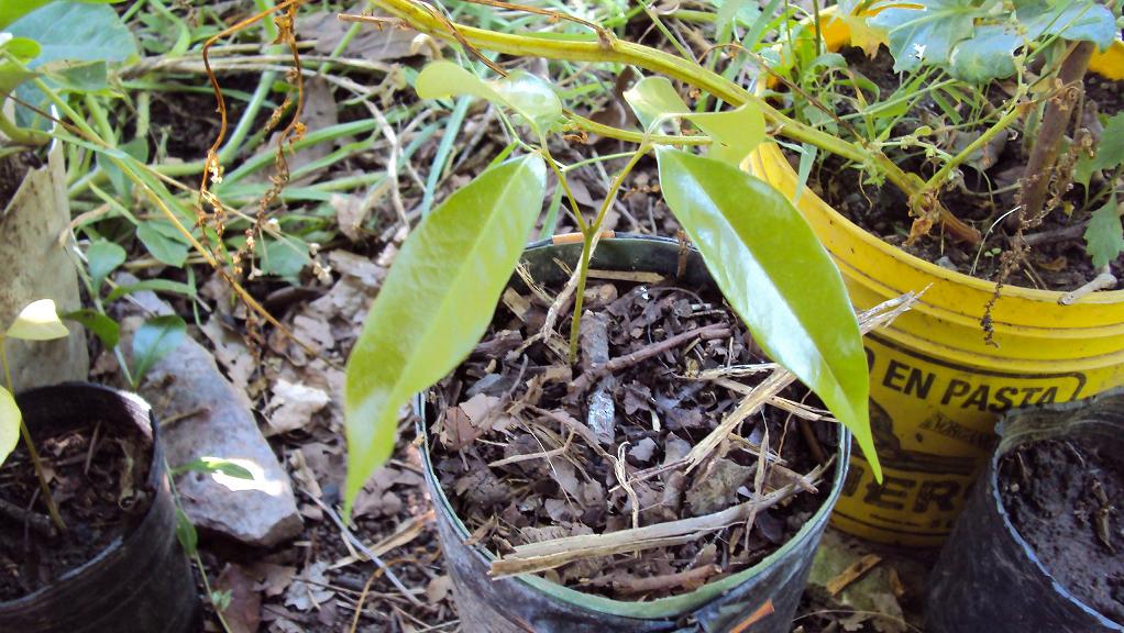 [Foto de planta, jardin, jardineria]