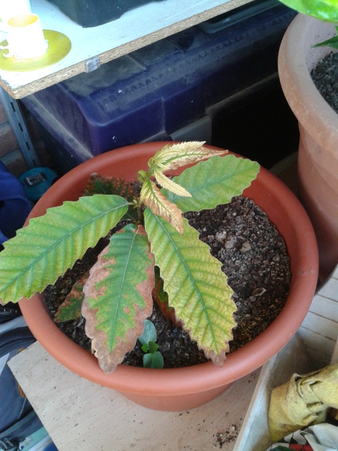 [Foto de planta, jardin, jardineria]