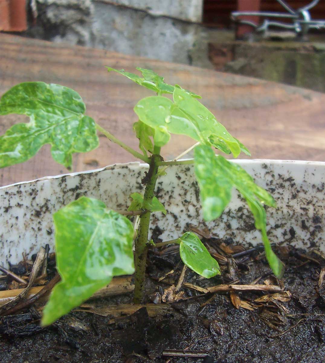 [Foto de planta, jardin, jardineria]