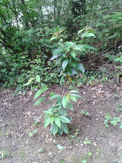 [Foto de planta, jardin, jardineria]