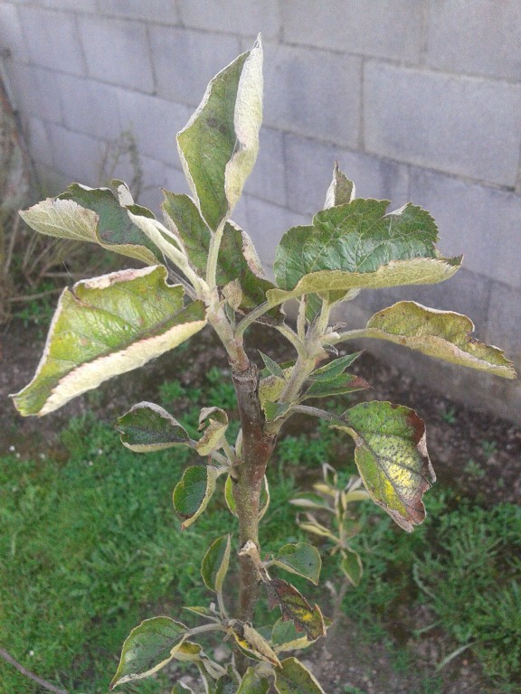 [Foto de planta, jardin, jardineria]