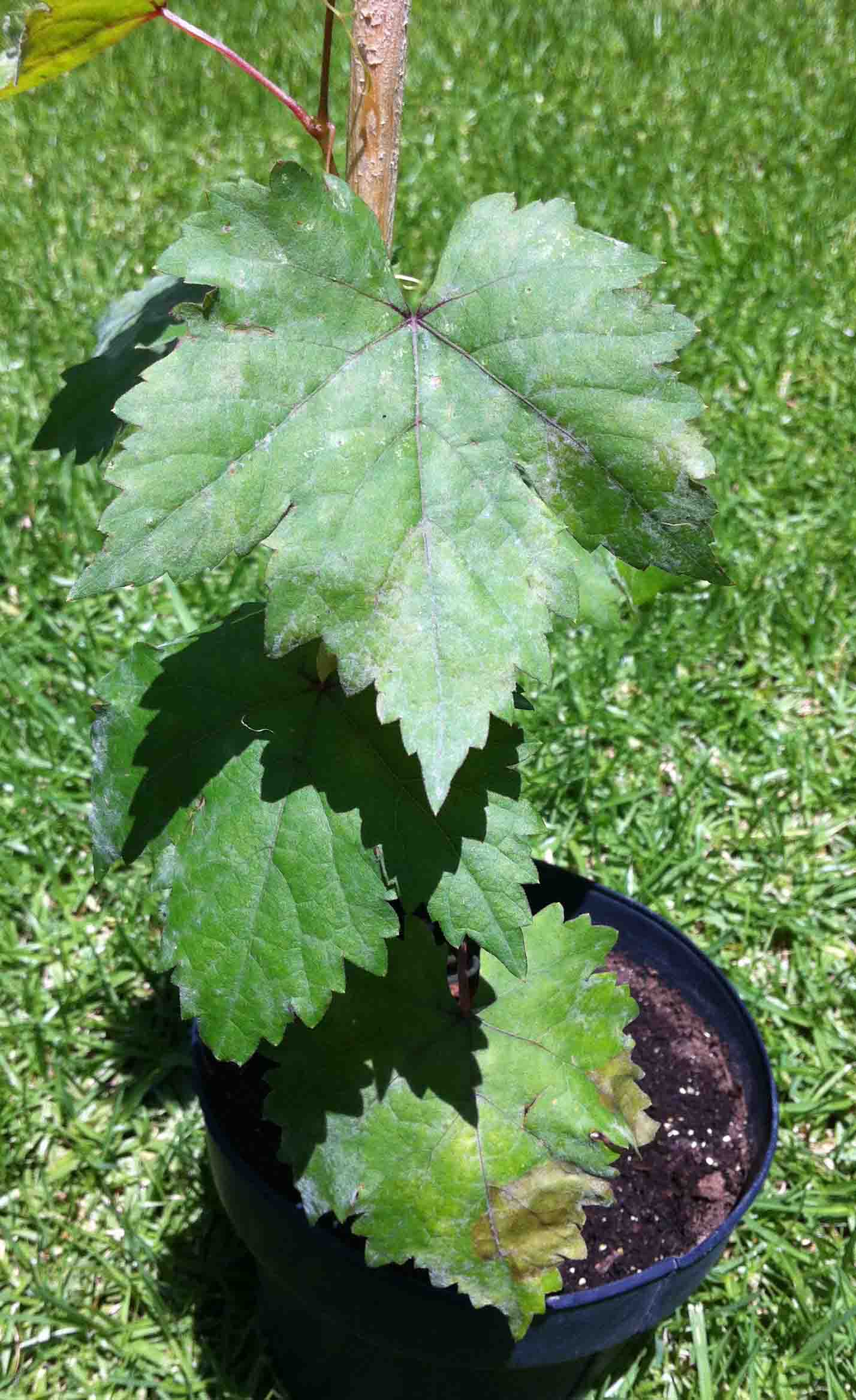 [Foto de planta, jardin, jardineria]