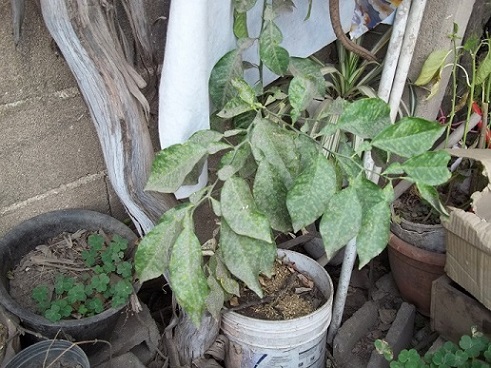 [Foto de planta, jardin, jardineria]