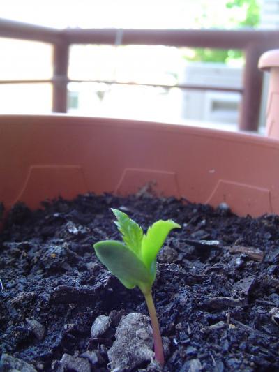 [Foto de planta, jardin, jardineria]