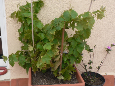 [Foto de planta, jardin, jardineria]