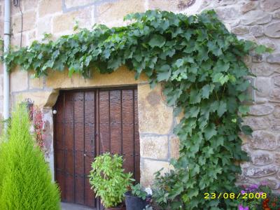 [Foto de planta, jardin, jardineria]