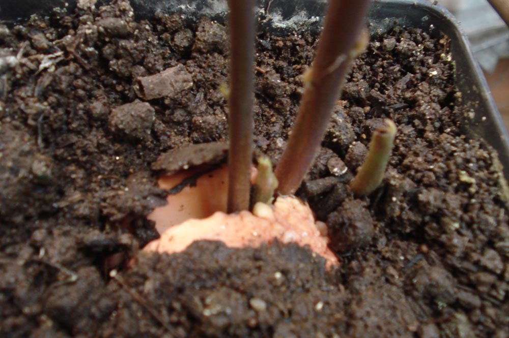 [Foto de planta, jardin, jardineria]