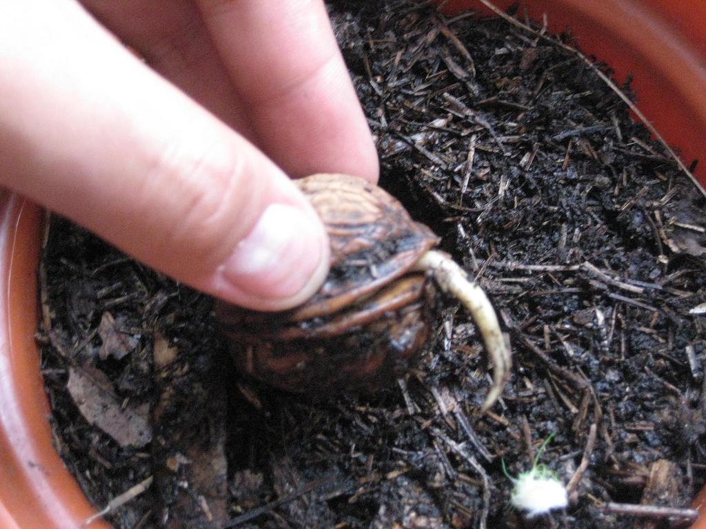[Foto de planta, jardin, jardineria]