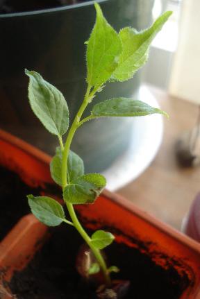 [Foto de planta, jardin, jardineria]