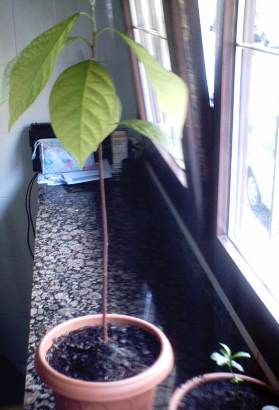 [Foto de planta, jardin, jardineria]