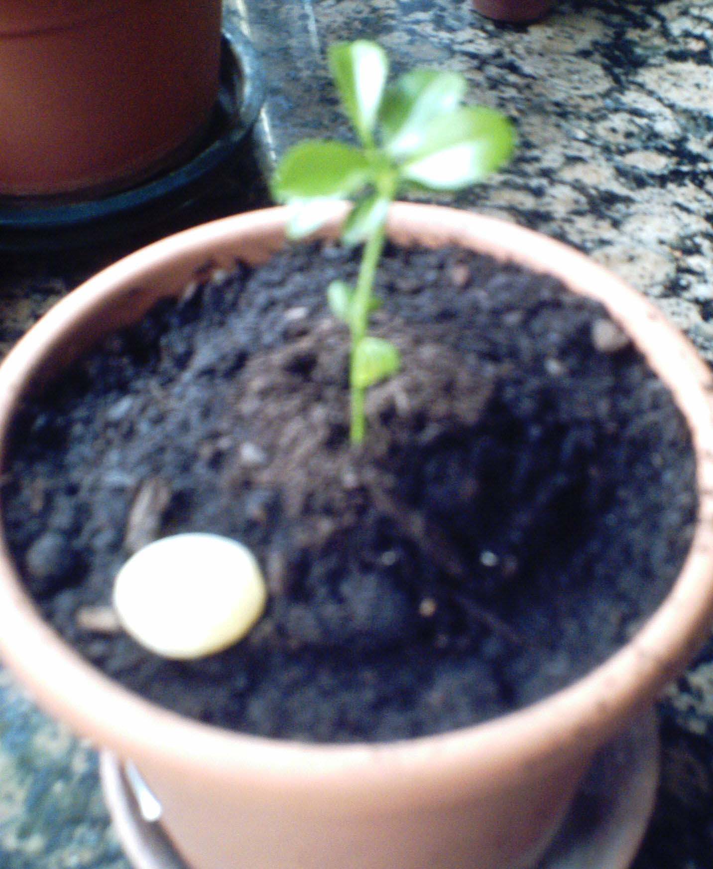 [Foto de planta, jardin, jardineria]
