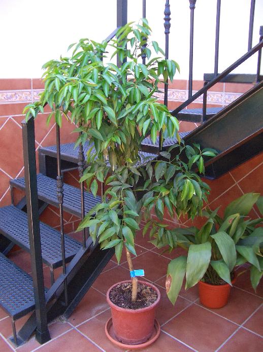 [Foto de planta, jardin, jardineria]