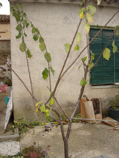 [Foto de planta, jardin, jardineria]