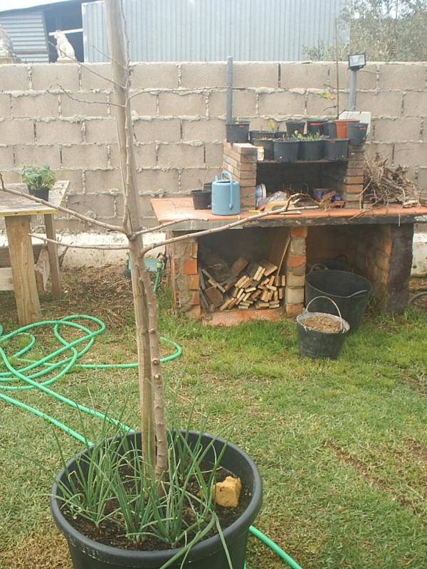 [Foto de planta, jardin, jardineria]