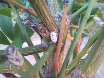[Foto de planta, jardin, jardineria]
