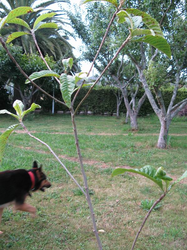 [Foto de planta, jardin, jardineria]