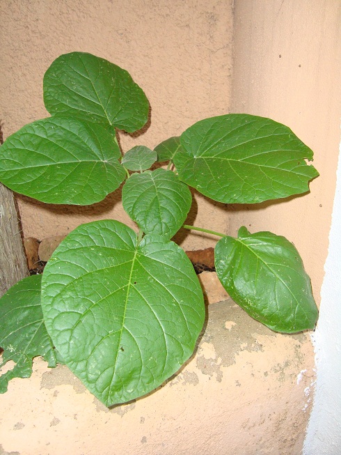 [Foto de planta, jardin, jardineria]