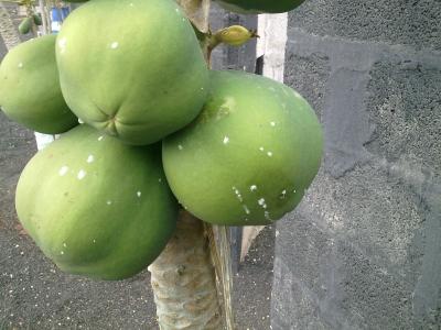 [Foto de planta, jardin, jardineria]