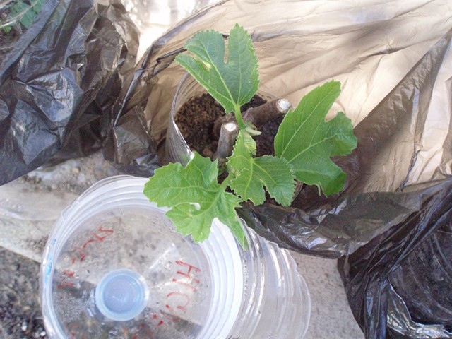 [Foto de planta, jardin, jardineria]