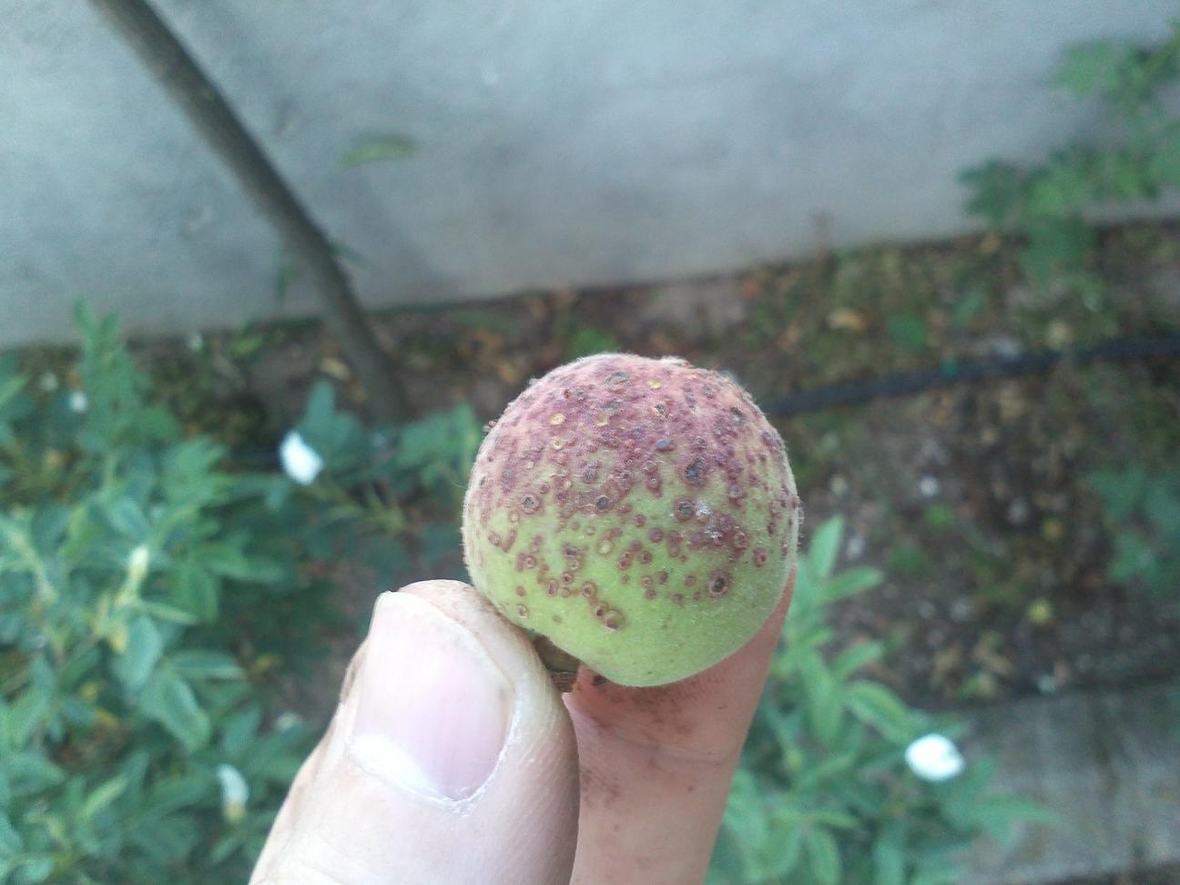 [Foto de planta, jardin, jardineria]