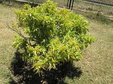 [Foto de planta, jardin, jardineria]