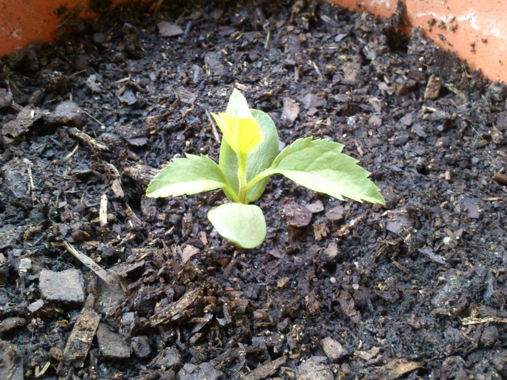 [Foto de planta, jardin, jardineria]