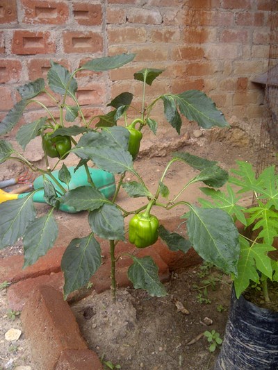 [Foto de planta, jardin, jardineria]