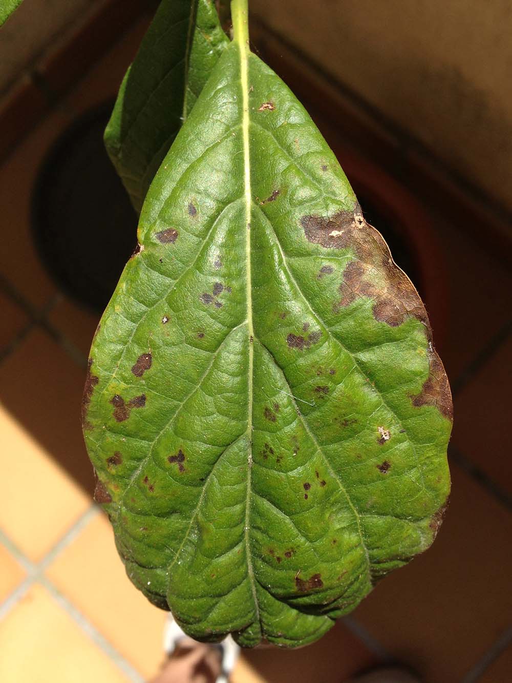 [Foto de planta, jardin, jardineria]