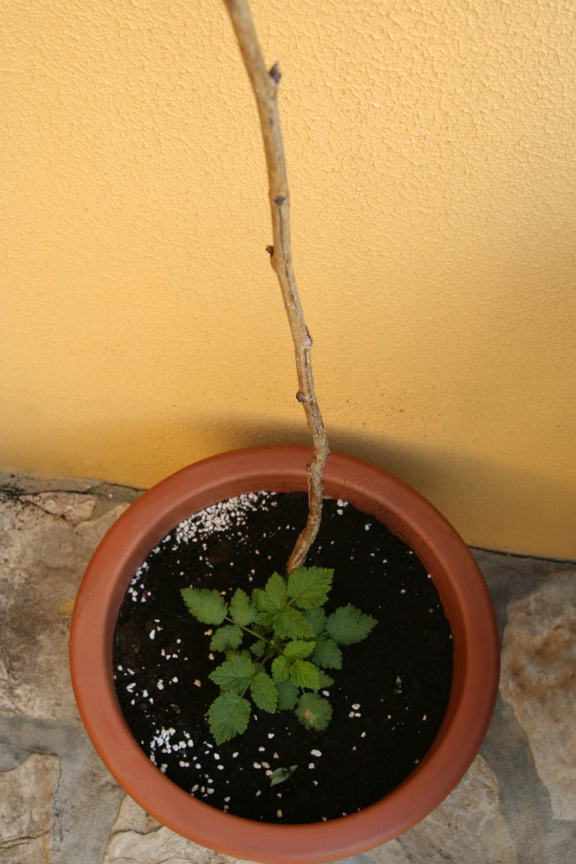 [Foto de planta, jardin, jardineria]