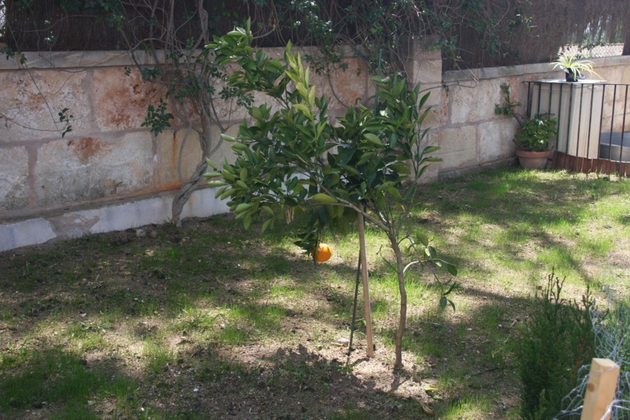 [Foto de planta, jardin, jardineria]