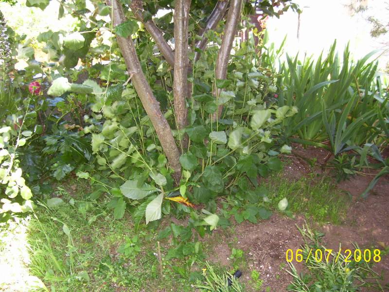 [Foto de planta, jardin, jardineria]