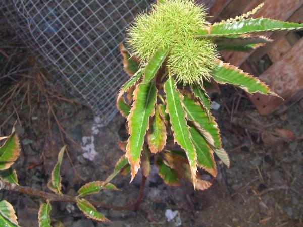 [Foto de planta, jardin, jardineria]