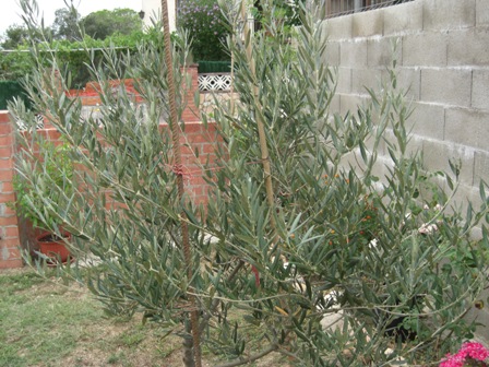 [Foto de planta, jardin, jardineria]