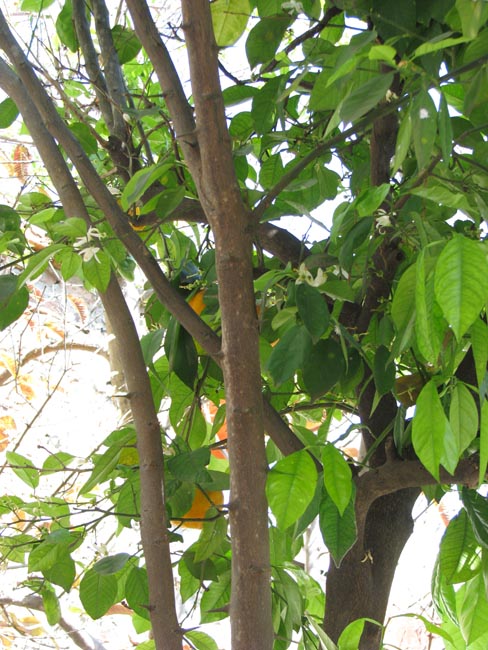 [Foto de planta, jardin, jardineria]