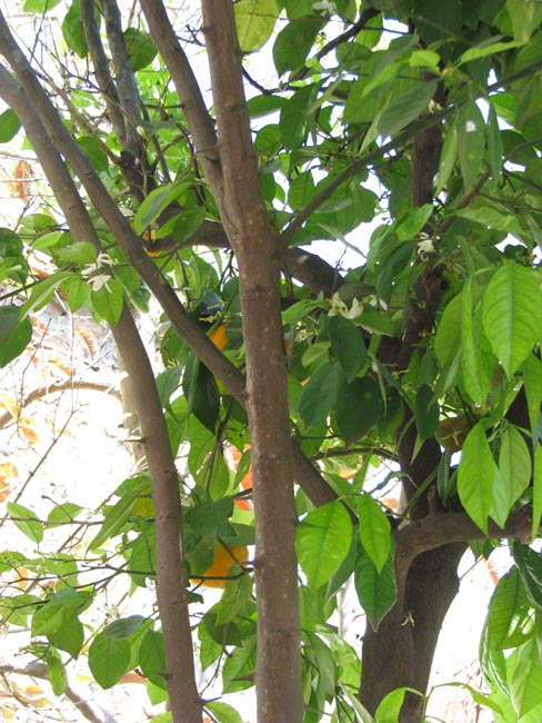 [Foto de planta, jardin, jardineria]