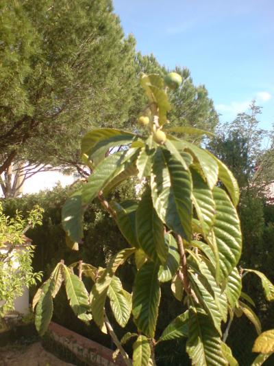 [Foto de planta, jardin, jardineria]