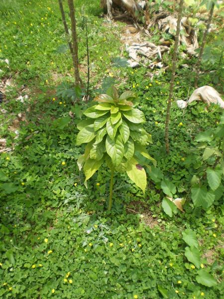 [Foto de planta, jardin, jardineria]