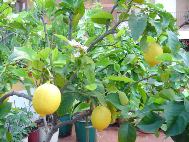 [Foto de planta, jardin, jardineria]