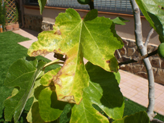 [Foto de planta, jardin, jardineria]